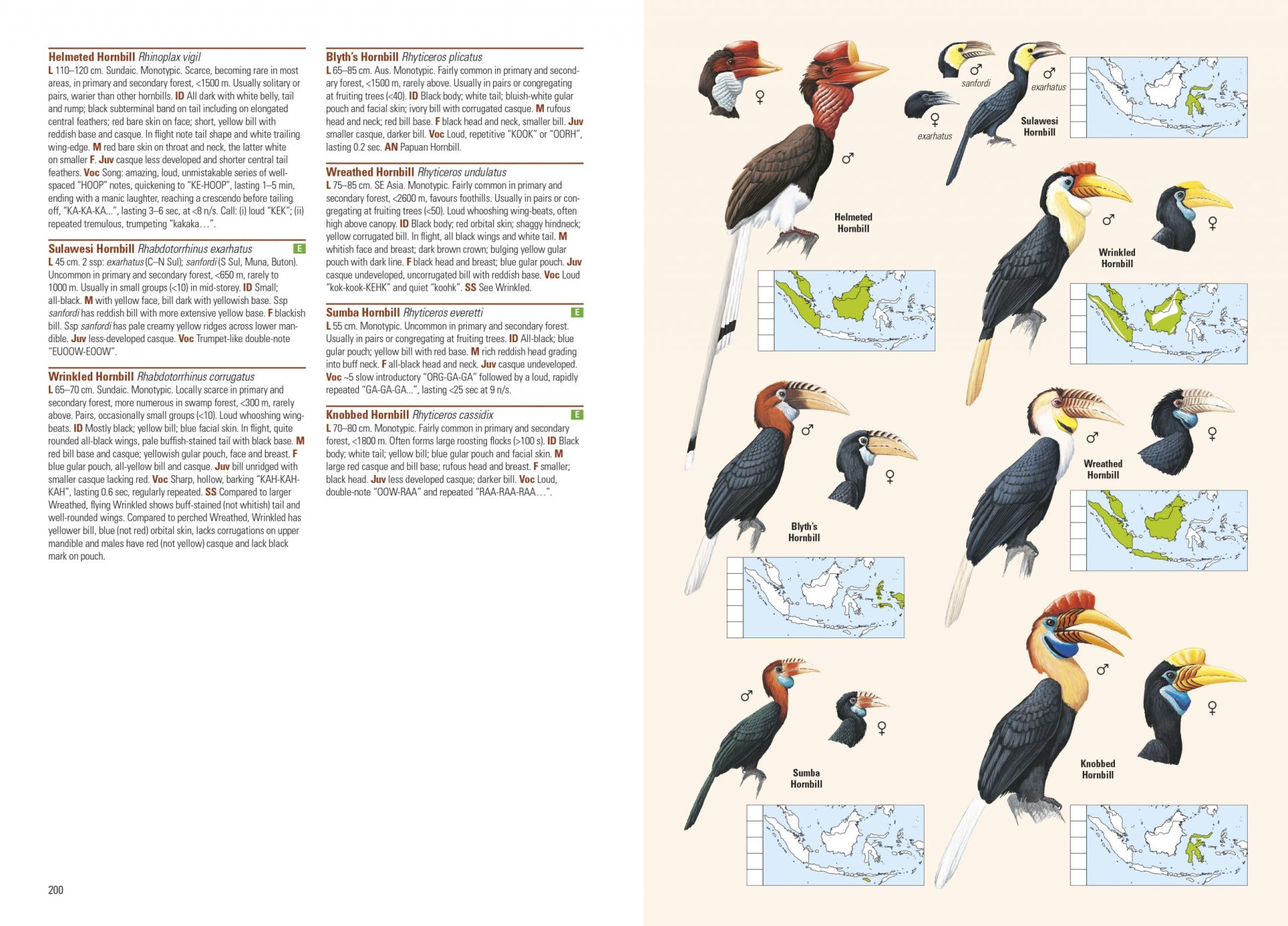 Sample page of Birds of the Indonesian Archipelago Birds of the Indonesian Archipelago sample page